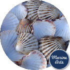 8945 - Sea Washed - Scallop Shell Cups